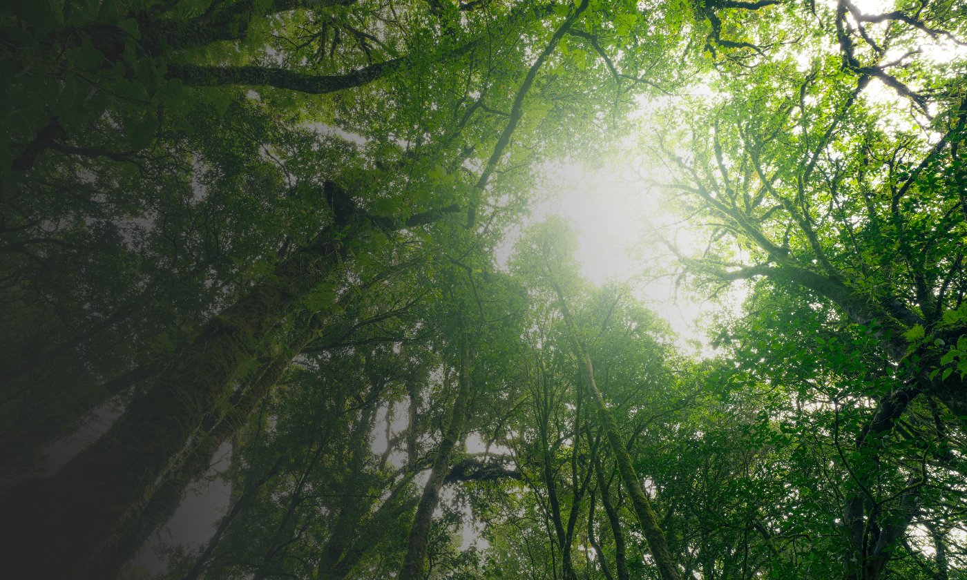 Instituição da Taxonomia Sustentável Brasileira (TSB)